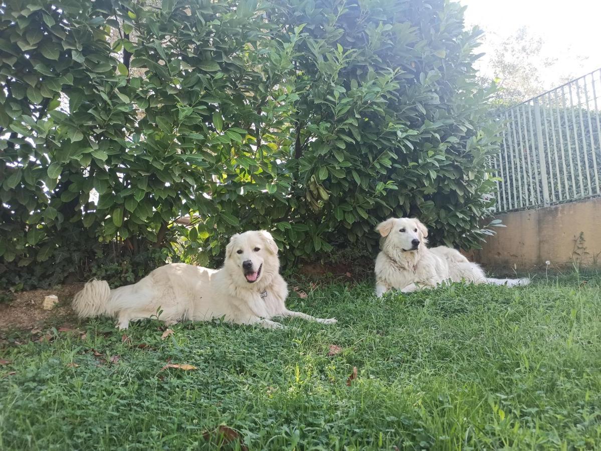 Villa Lilly - Rome — Foto 1